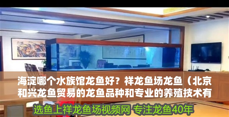 <strong><mark>海淀</mark></strong>哪個水族館龍魚好？祥龍魚場龍魚（北京和興龍魚貿易的龍魚品種和專業的養殖技術有哪些）