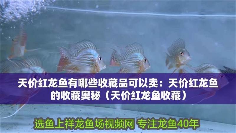 天價紅龍魚有哪些收藏品可以賣：天價紅龍魚的收藏奧秘（天價紅龍魚收藏） 天價紅龍魚有哪些收藏品可以賣：天價紅龍魚的收藏奧秘（天價紅龍魚收藏） 水族問答