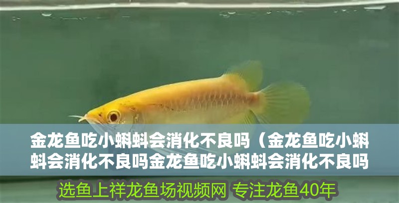 金龍魚吃小蝌蚪會消化不良嗎（金龍魚吃小蝌蚪會消化不良嗎金龍魚吃小蝌蚪會消化不良嗎）
