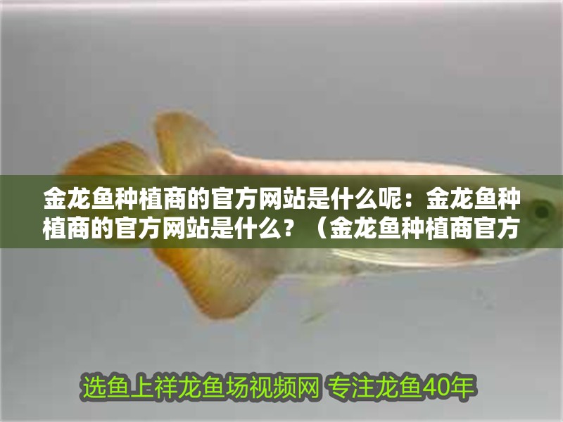 金龍魚種植商的官方網站是什么呢：金龍魚種植商的官方網站是什么？（金龍魚種植商官方網站的重要性）