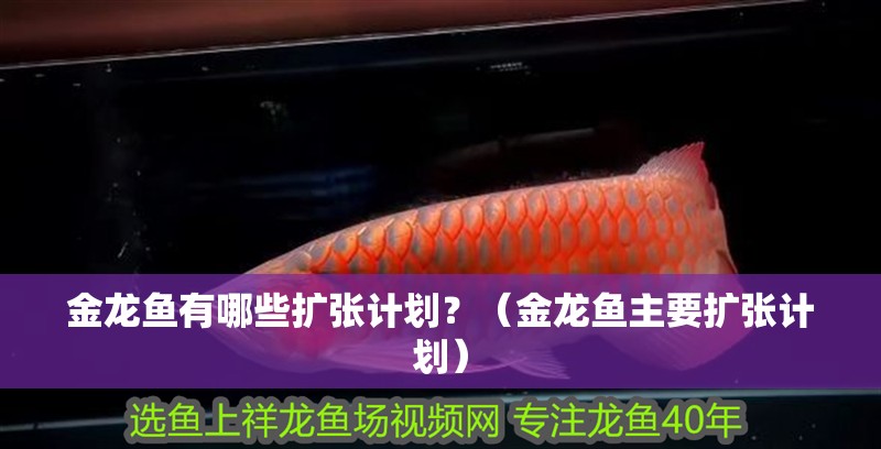 金龍魚有哪些擴張計劃？（金龍魚主要擴張計劃）
