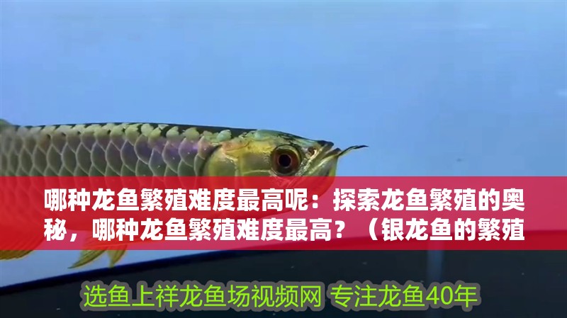 哪種龍魚繁殖難度最高呢：探索龍魚繁殖的奧秘，哪種龍魚繁殖難度最高？（銀龍魚的繁殖難度最高的繁殖難度最高的龍魚繁殖過程） 哪種龍魚繁殖難度最高呢：探索龍魚繁殖的奧秘，哪種龍魚繁殖難度最高？（銀龍魚的繁殖難度最高的繁殖難度最高的龍魚繁殖過程） 水族問答