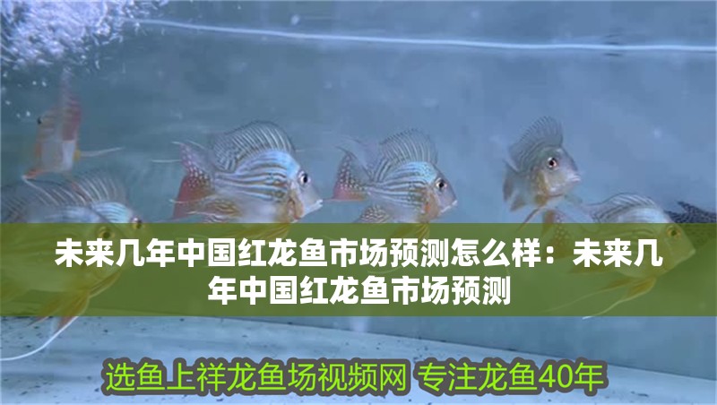 未來幾年中國紅龍魚市場預測怎么樣：未來幾年中國紅龍魚市場預測