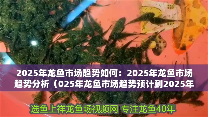 2025年龍魚市場趨勢如何：2025年龍魚市場趨勢分析（025年龍魚市場趨勢預(yù)計到2025年龍魚市場將呈現(xiàn)出怎樣的趨勢）