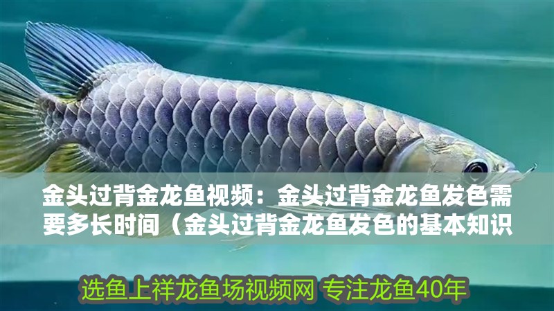 金頭過背金龍魚視頻：金頭過背金龍魚發色需要多長時間（金頭過背金龍魚發色的基本知識）