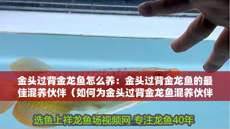 金頭過(guò)背金龍魚(yú)怎么養(yǎng)：金頭過(guò)背金龍魚(yú)的最佳混養(yǎng)伙伴（如何為金頭過(guò)背金龍魚(yú)混養(yǎng)伙伴選擇合適的混養(yǎng)伙伴）