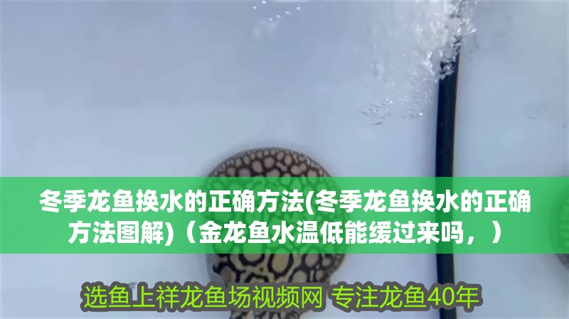冬季龍魚換水的正確方法(冬季龍魚換水的正確方法圖解)（金龍魚水溫低能緩過來嗎，）