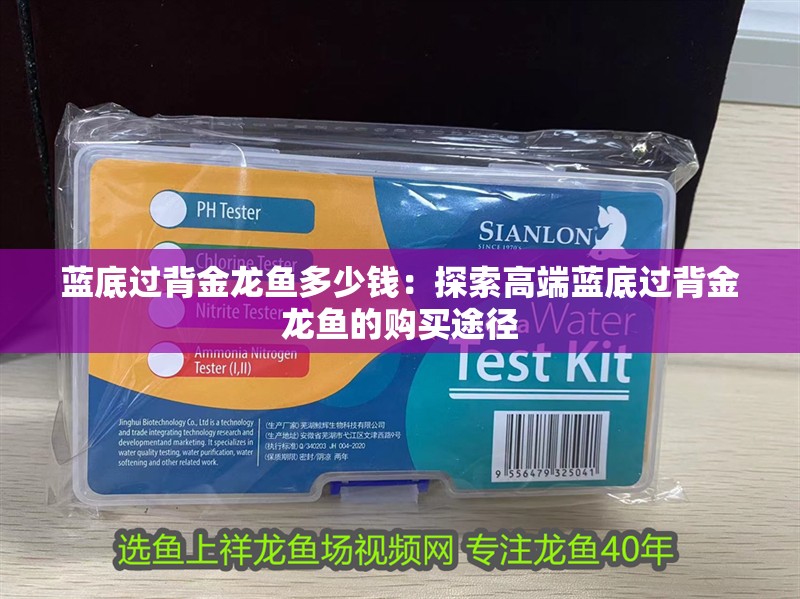 藍底過背金龍魚多少錢：探索高端藍底過背金龍魚的購買途徑