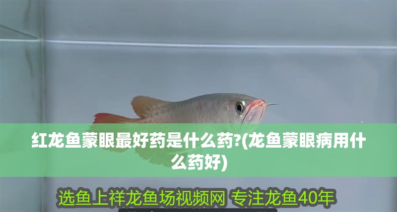 紅龍魚蒙眼最好藥是什么藥?(龍魚蒙眼病用什么藥好)
