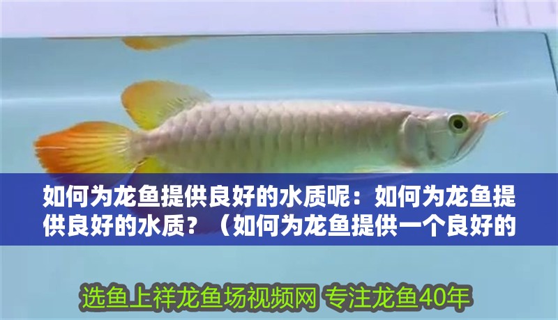 如何為龍魚提供良好的水質呢：如何為龍魚提供良好的水質？（如何為龍魚提供一個良好的水質環境）