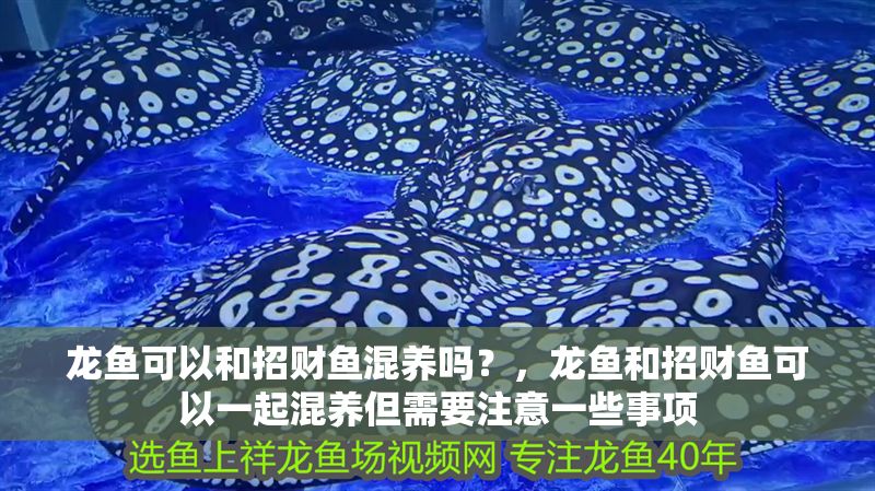 龍魚可以和招財魚混養嗎？，龍魚和招財魚可以一起混養但需要注意一些事項