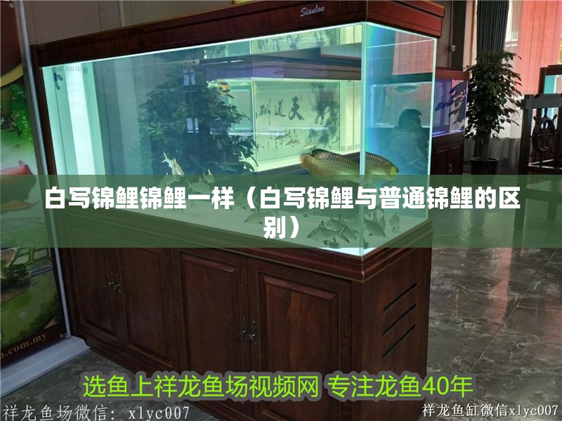 白寫錦鯉錦鯉一樣（白寫錦鯉與普通錦鯉的區別）
