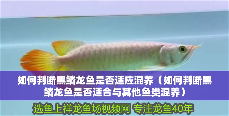 如何判斷黑鱗龍魚是否適應混養（如何判斷黑鱗龍魚是否適合與其他魚類混養）