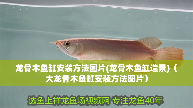 龍魚(yú)干蝦有營(yíng)養(yǎng)嗎 龍骨木魚(yú)缸安裝方法圖片(龍骨木魚(yú)缸造景)(大龍骨木魚(yú)缸安裝方法圖片) 觀賞魚(yú)百科 龍骨木魚(yú)缸安裝方法圖片(龍骨木魚(yú)缸造景)(大龍骨木魚(yú)缸安裝方法圖片) 龍骨木魚(yú)缸安裝方法圖片(龍骨木魚(yú)缸造景)(大龍骨木魚(yú)缸安裝方法圖片) 觀賞魚(yú)百科