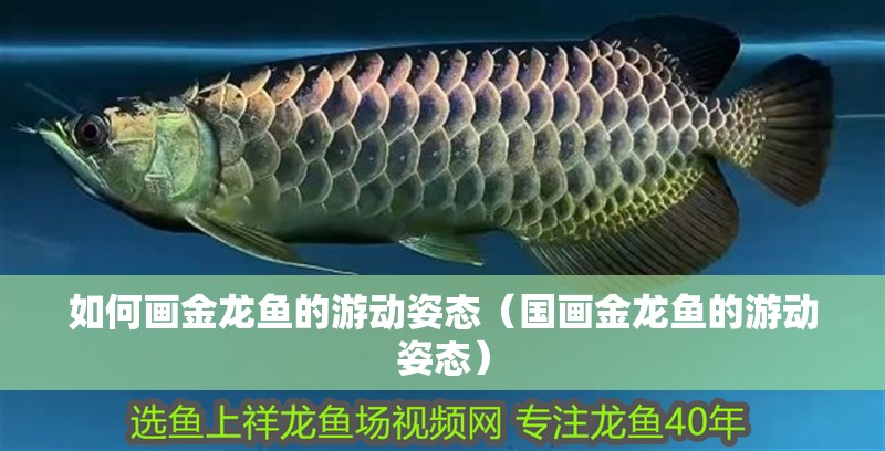 如何畫金龍魚的游動姿態（國畫金龍魚的游動姿態）