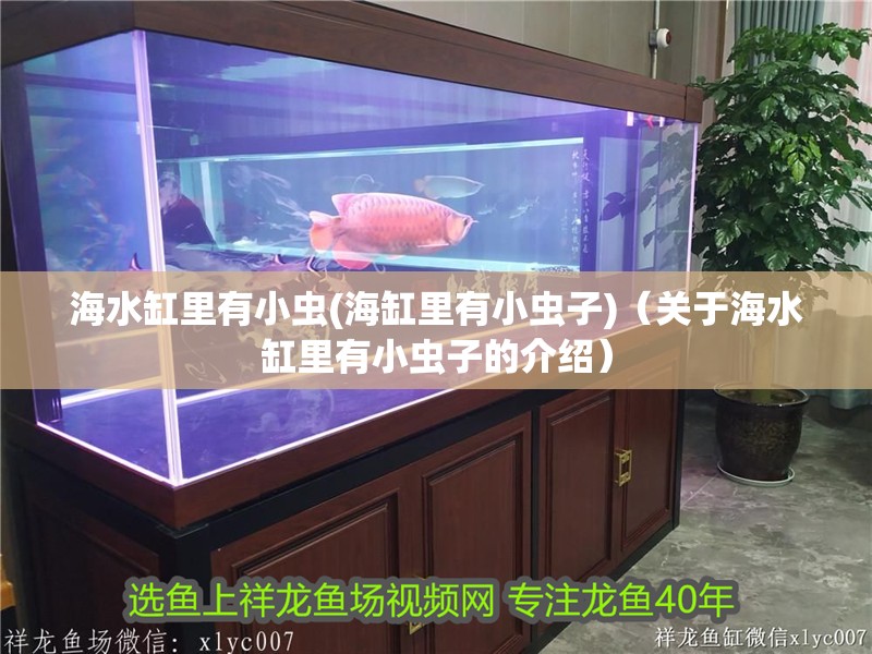 海水缸里有小蟲(海缸里有小蟲子)（關于海水缸里有小蟲子的介紹）