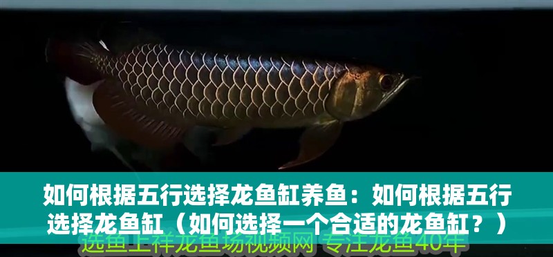 如何根據五行選擇龍魚缸養魚：如何根據五行選擇龍魚缸（如何選擇一個合適的龍魚缸？）