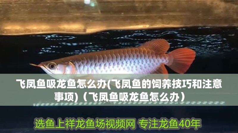 飛鳳魚吸龍魚怎么辦(飛鳳魚的飼養(yǎng)技巧和注意事項(xiàng))（飛鳳魚吸龍魚怎么辦） 飛鳳魚吸龍魚怎么辦(飛鳳魚的飼養(yǎng)技巧和注意事項(xiàng))（飛鳳魚吸龍魚怎么辦） 觀賞魚百科