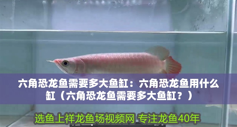 六角恐龍魚需要多大魚缸：六角恐龍魚用什么缸（六角恐龍魚需要多大魚缸？）
