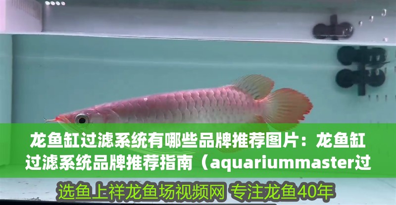 龍魚缸過濾系統有哪些品牌推薦圖片：龍魚缸過濾系統品牌推薦指南（aquariummaster過濾系統品牌推薦）