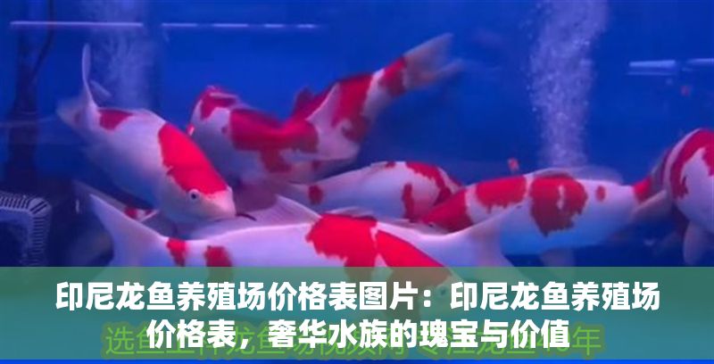 印尼龍魚養殖場價格表圖片：印尼龍魚養殖場價格表，奢華水族的瑰寶與價值