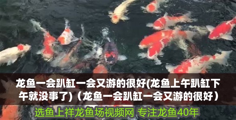 龍魚一會(huì)趴缸一會(huì)又游的很好(龍魚上午趴缸下午就沒事了)（龍魚一會(huì)趴缸一會(huì)又游的很好）