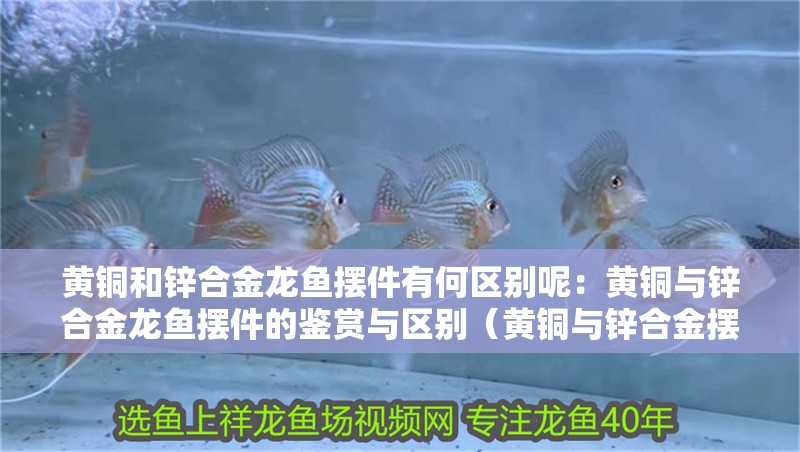 黃銅和鋅合金龍魚擺件有何區別呢：黃銅與鋅合金龍魚擺件的鑒賞與區別（黃銅與鋅合金擺件的區別）