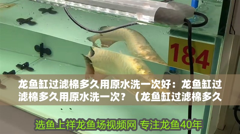 龍魚缸過濾棉多久用原水洗一次好：龍魚缸過濾棉多久用原水洗一次？（龍魚缸過濾棉多久換一次）