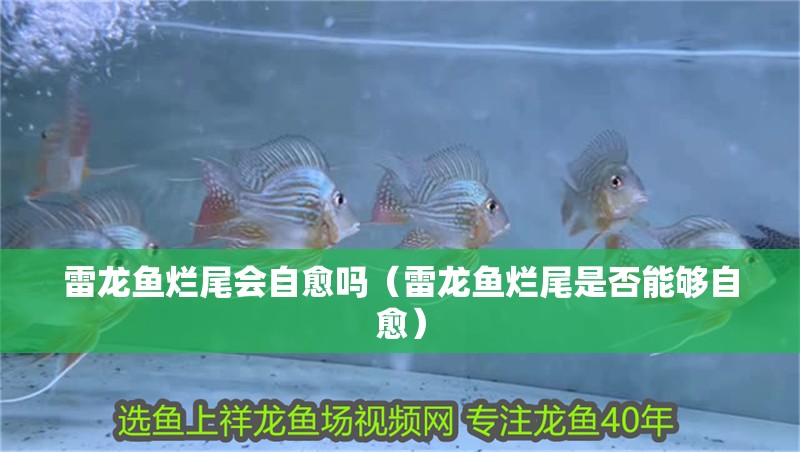 雷龍魚爛尾會自愈嗎（雷龍魚爛尾是否能夠自愈）