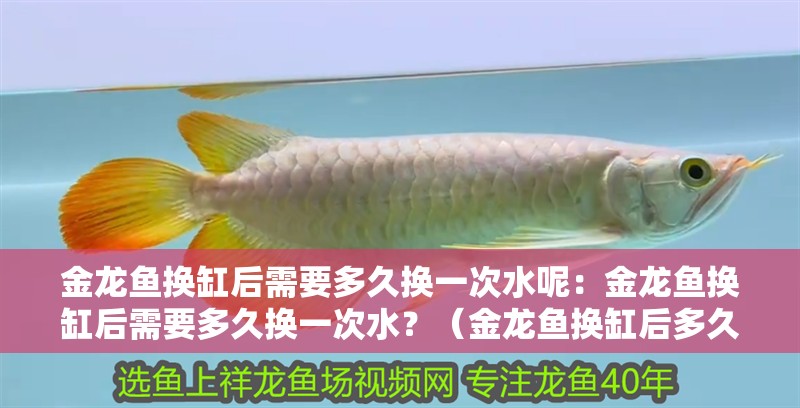 金龍魚換缸后需要多久換一次水呢：金龍魚換缸后需要多久換一次水？（金龍魚換缸后多久換一次水）