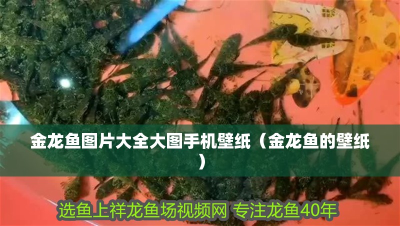 金龍魚圖片大全大圖手機壁紙（金龍魚的壁紙）