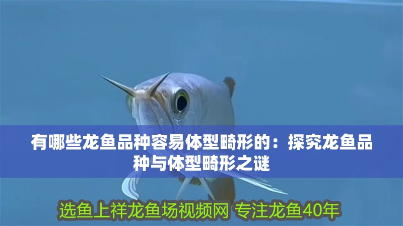 有哪些龍魚品種容易體型畸形的：探究龍魚品種與體型畸形之謎