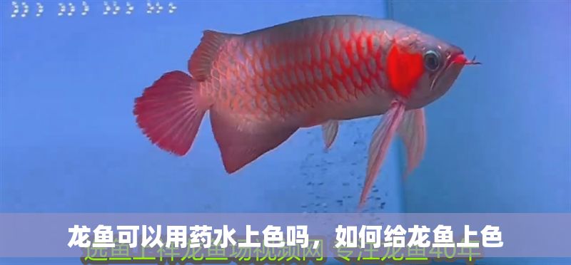 龍魚可以用藥水上色嗎，如何給龍魚上色