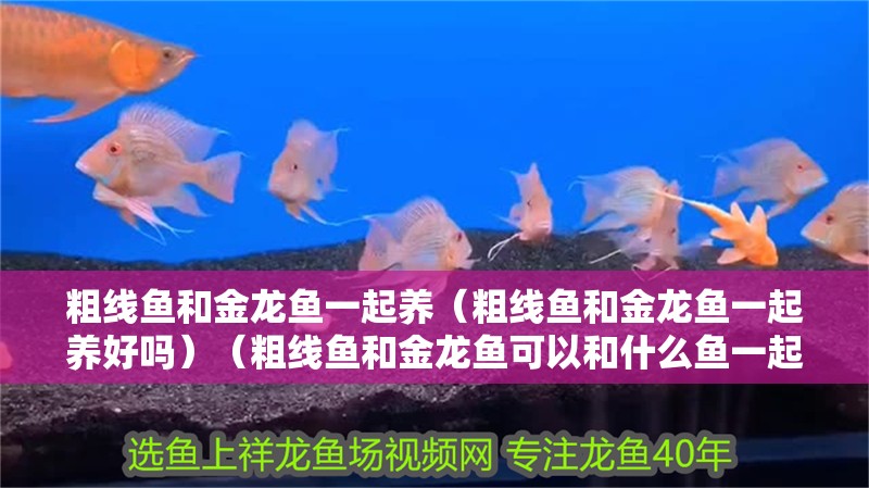 粗線魚和金龍魚一起養(yǎng)（粗線魚和金龍魚一起養(yǎng)好嗎）（粗線魚和金龍魚可以和什么魚一起養(yǎng)，紅龍魚和紅龍魚可以混養(yǎng)嗎）