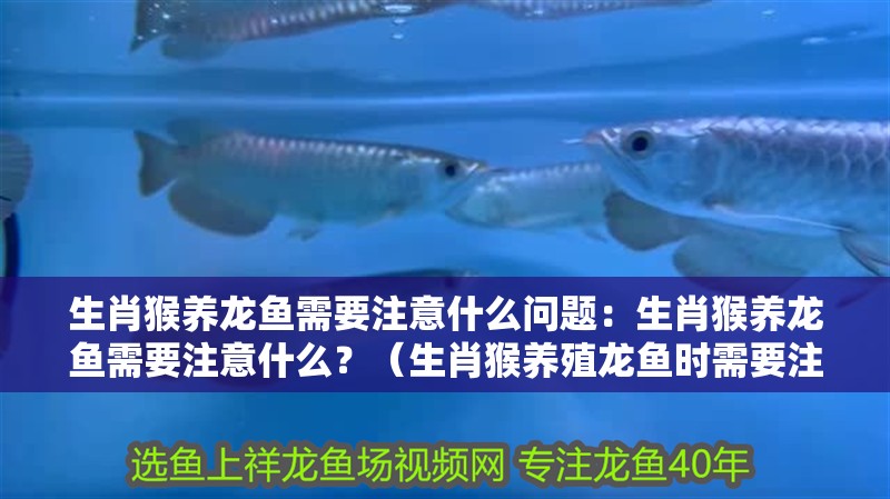 生肖猴養龍魚需要注意什么問題：生肖猴養龍魚需要注意什么？（生肖猴養殖龍魚時需要注意一些事項以確保兩者和諧相處）