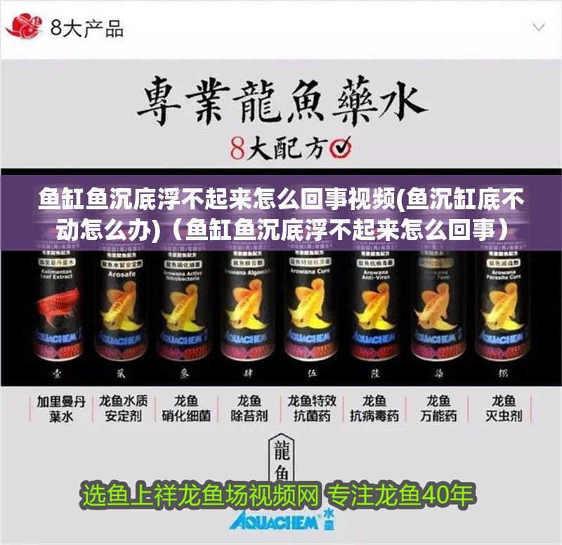 魚缸用增氧泵價(jià)格是多少:魚缸增氧機(jī)-xtrac增氧機(jī)-xtrac增氧機(jī) 魚缸魚沉底浮不起來怎么回事視頻(魚沉缸底不動(dòng)怎么辦)(魚缸魚沉底浮不起來怎么回事) 觀賞魚百科 魚缸魚沉底浮不起來怎么回事視頻(魚沉缸底不動(dòng)怎么辦)(魚缸魚沉底浮不起來怎么回事) 魚缸魚沉底浮不起來怎么回事視頻(魚沉缸底不動(dòng)怎么辦)(魚缸魚沉底浮不起來怎么回事) 觀賞魚百科