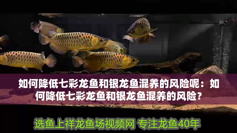 如何降低七彩龍魚和銀龍魚混養的風險呢：如何降低七彩龍魚和銀龍魚混養的風險？