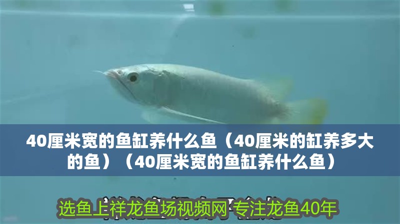 40厘米寬的魚缸養什么魚（40厘米的缸養多大的魚）（40厘米寬的魚缸養什么魚） 40厘米寬的魚缸養什么魚（40厘米的缸養多大的魚）（40厘米寬的魚缸養什么魚） 觀賞魚百科