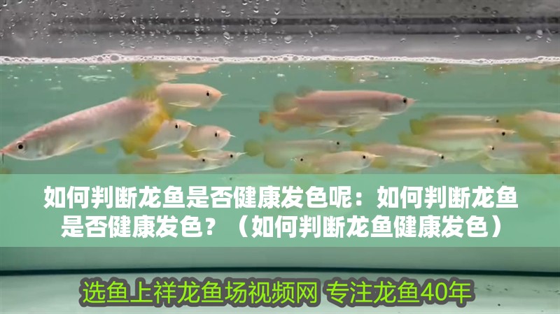 如何判斷龍魚是否健康發色呢：如何判斷龍魚是否健康發色？（如何判斷龍魚健康發色）
