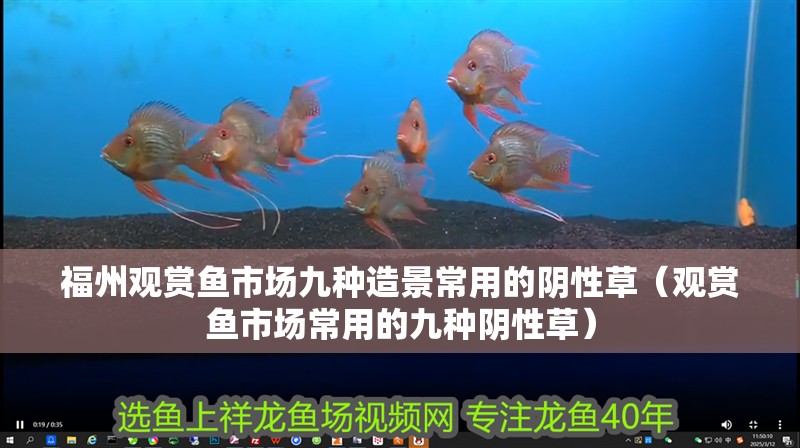 福州觀賞魚市場九種造景常用的陰性草（觀賞魚市場常用的九種陰性草）