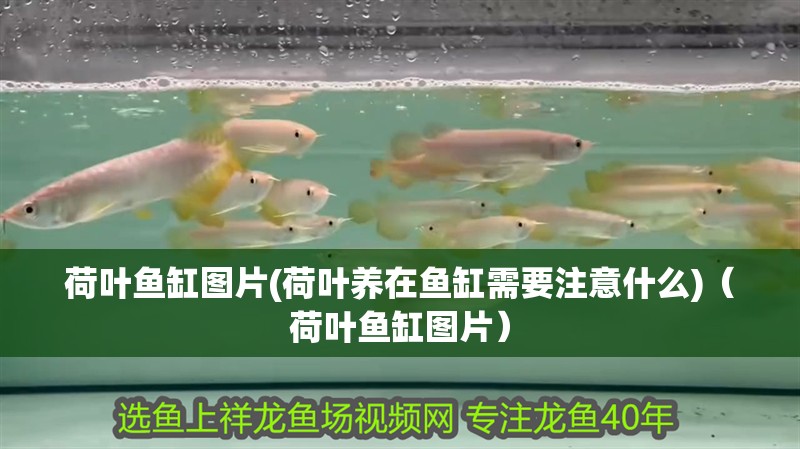 荷葉魚(yú)缸圖片(荷葉養(yǎng)在魚(yú)缸需要注意什么)（荷葉魚(yú)缸圖片）