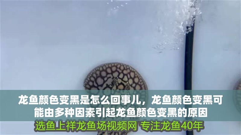 龍魚顏色變黑是怎么回事兒，龍魚顏色變黑可能由多種因素引起龍魚顏色變黑的原因