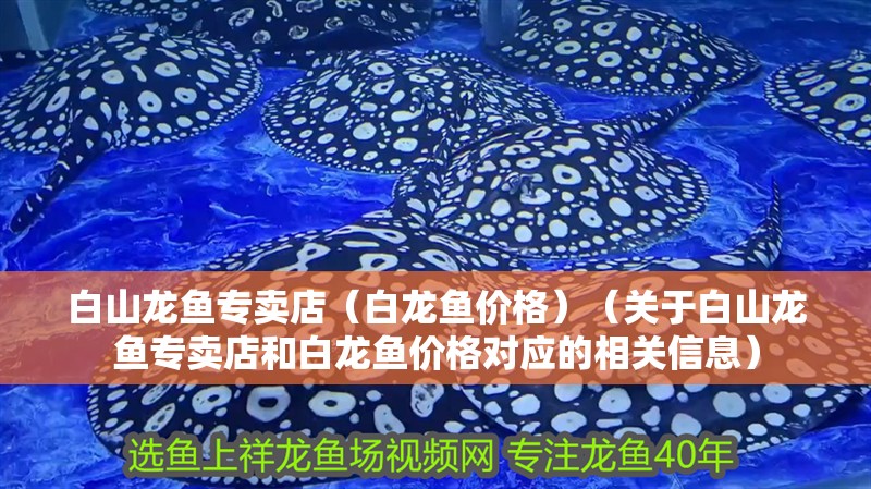 白山龍魚專賣店（白龍魚價格）（關于白山龍魚專賣店和白龍魚價格對應的相關信息）