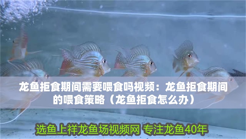 龍魚拒食期間需要喂食嗎視頻：龍魚拒食期間的喂食策略（龍魚拒食怎么辦）