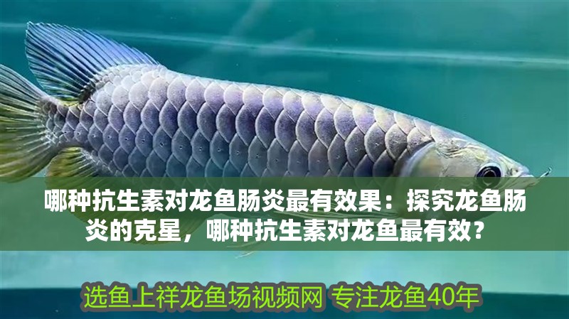哪種抗生素對龍魚腸炎最有效果：探究龍魚腸炎的克星，哪種抗生素對龍魚最有效？