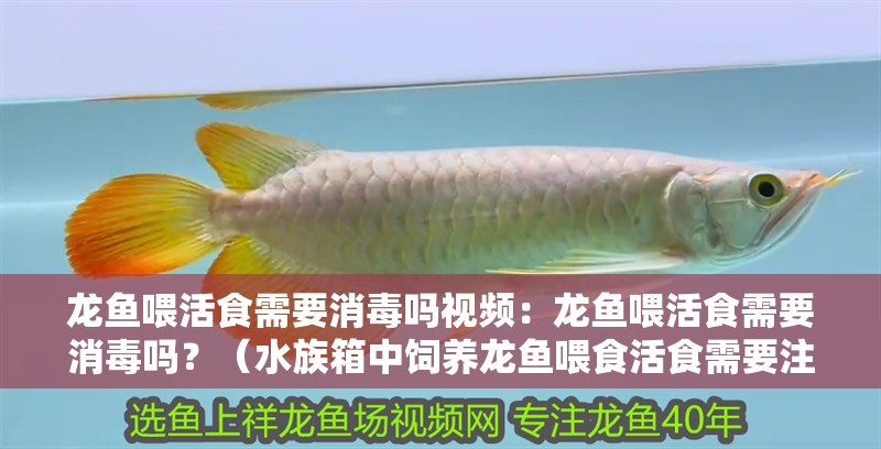 龍魚喂活食需要消毒嗎視頻：龍魚喂活食需要消毒嗎？（水族箱中飼養龍魚喂食活食需要注意什么，龍魚活食需要注意什么）