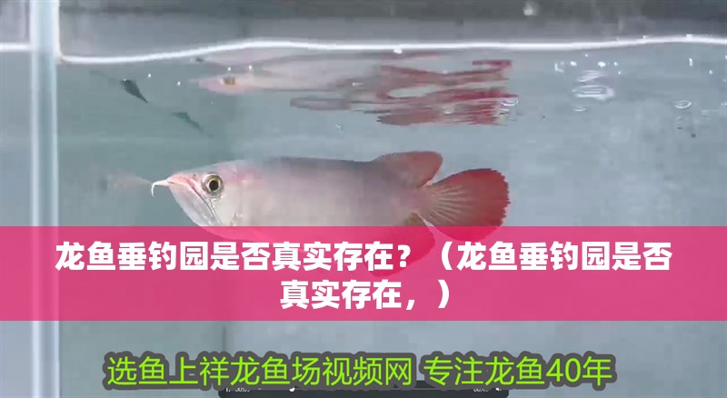 龍魚垂釣園是否真實存在？（龍魚垂釣園是否真實存在，）
