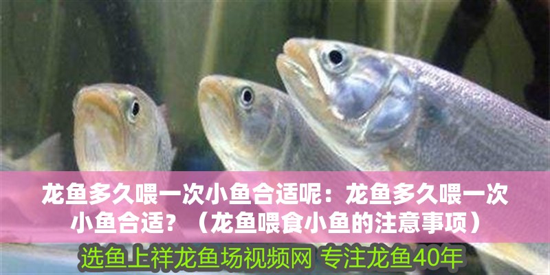 龍魚多久喂一次小魚合適呢：龍魚多久喂一次小魚合適？（龍魚喂食小魚的注意事項）