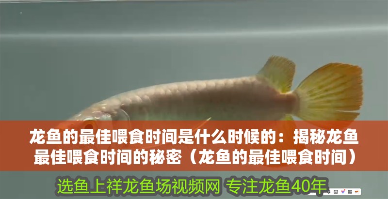 龍魚的最佳喂食時間是什么時候的：揭秘龍魚最佳喂食時間的秘密（龍魚的最佳喂食時間） 龍魚的最佳喂食時間是什么時候的：揭秘龍魚最佳喂食時間的秘密（龍魚的最佳喂食時間） 水族問答
