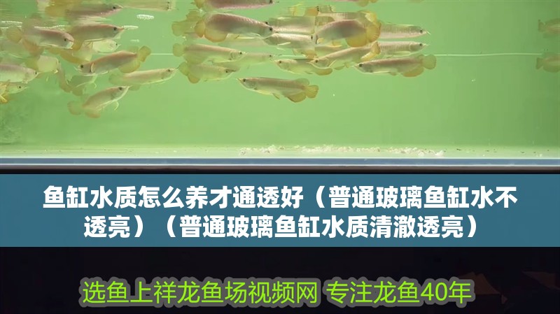 魚缸水質怎么養才通透好（普通玻璃魚缸水不透亮）（普通玻璃魚缸水質清澈透亮）